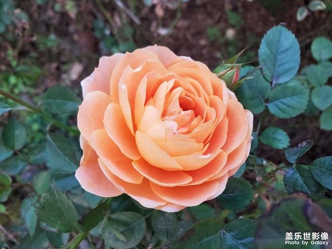 《每周星鮮事》 第97期:三星Galaxy S22系列試用計(jì)劃開啟