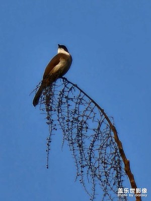 22u打鳥體驗