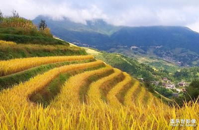 [手機里的記憶]喜看稻菽千重浪