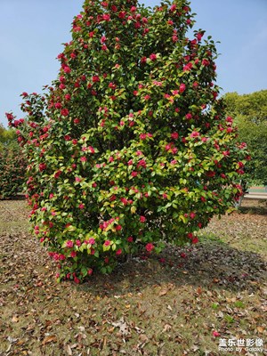 夏天氣息