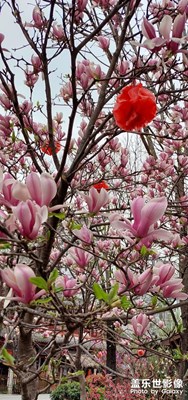 春上枝頭