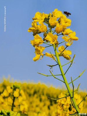 [春光好]＋一年之季