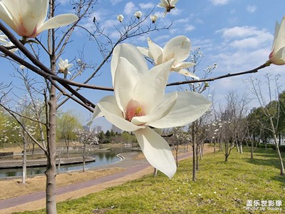 【春光好】＋玉蘭花開