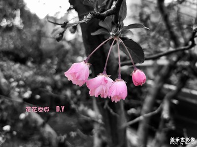 繁花相伴
