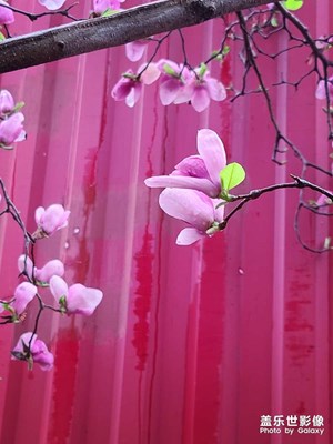 雨后玉蘭
