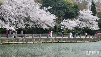 【櫻花季】