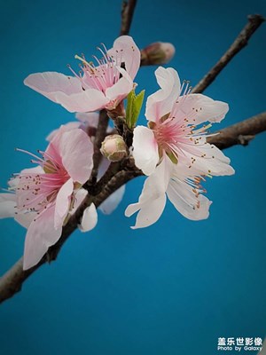燕子來時(shí)新社，桃花花落后清明