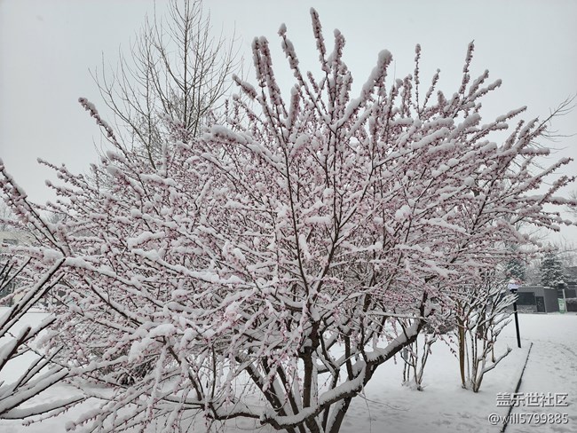春雪與花色月亮