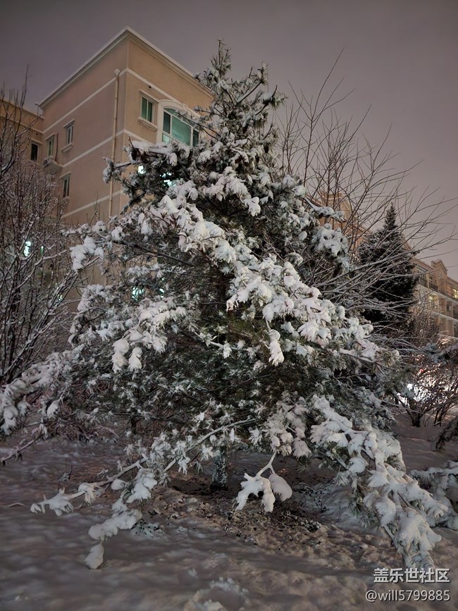 春雪與花色月亮