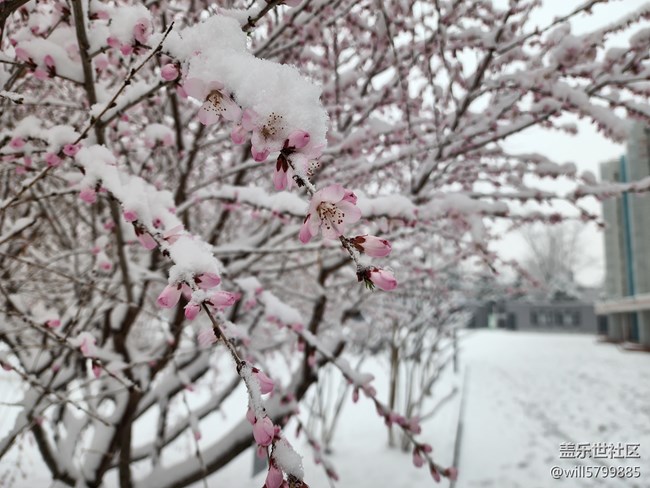 春雪與花色月亮