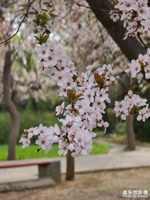 【春光好】一花只為一樹開