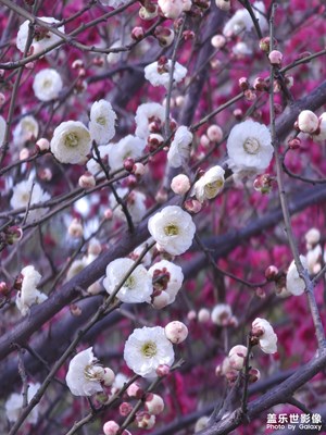 一花一世界，梅影……