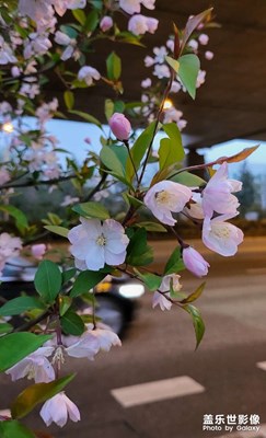 路邊的櫻花都來(lái)了