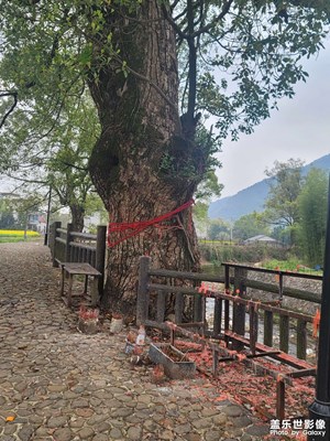 鄉(xiāng)村古樟樹