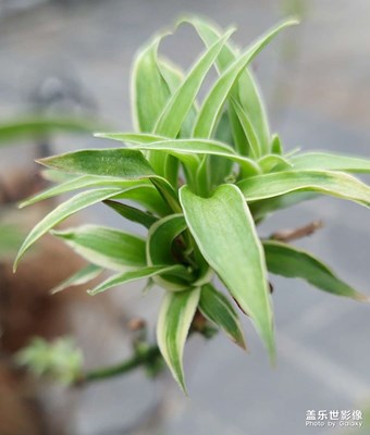 蘭花