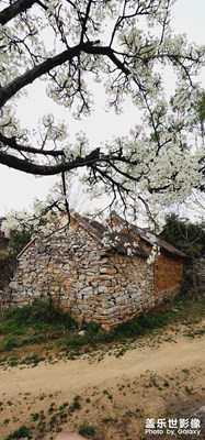 櫻桃溝，盛開的梨花，櫻桃花……