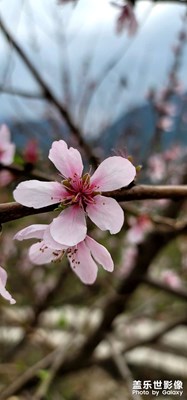 桃花朵朵開