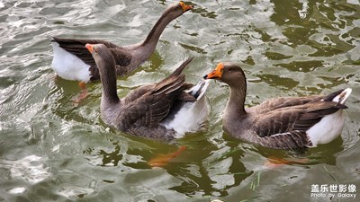 春水與鴨子
