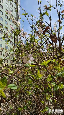 誰家不拍花？