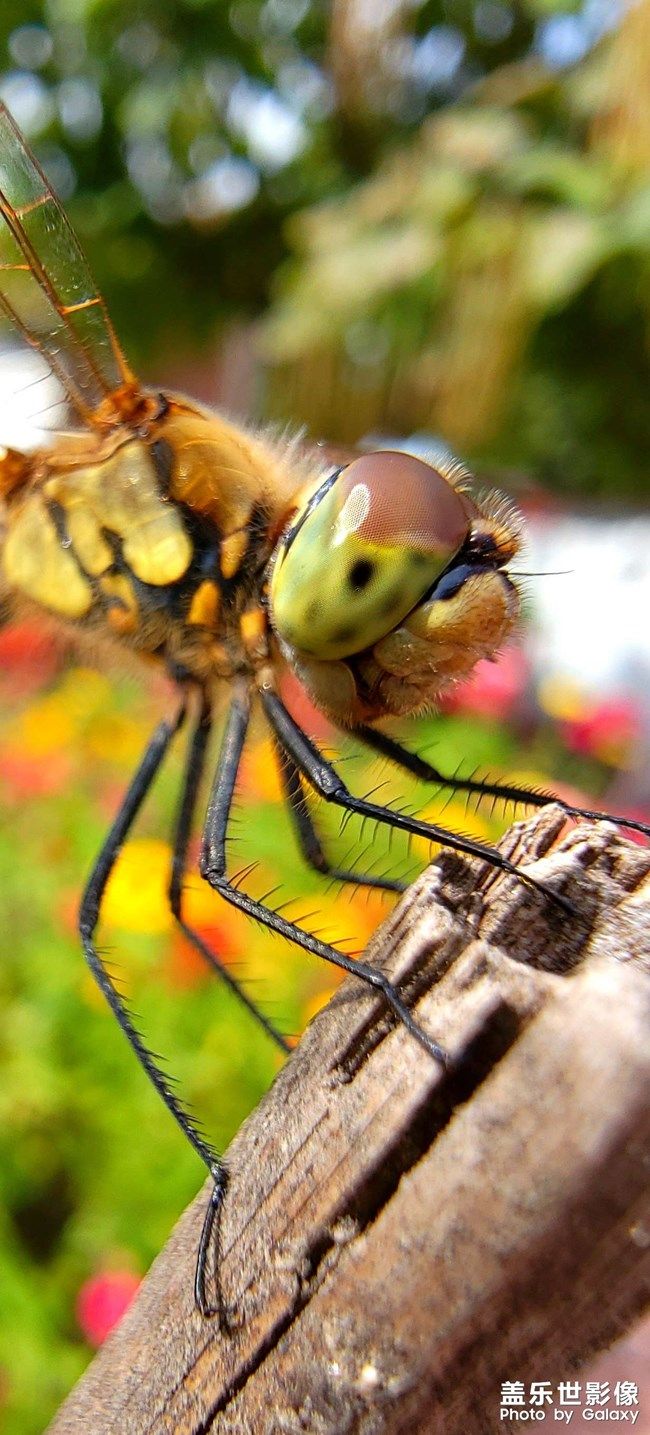 《每周星鮮事》 第98期:Galaxy A53 5G新品上市 預(yù)先登記