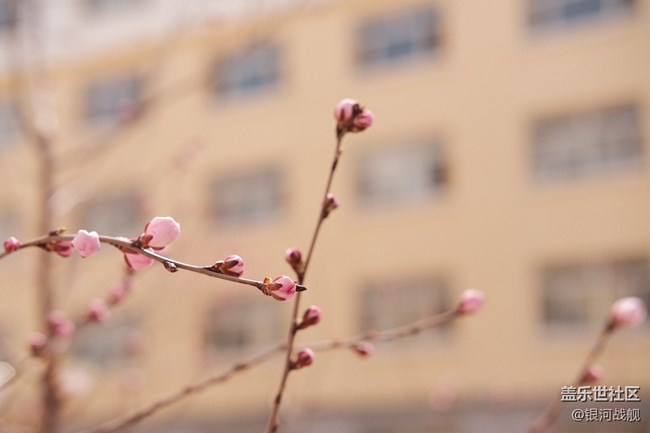 帶著S22U留住春的痕跡
