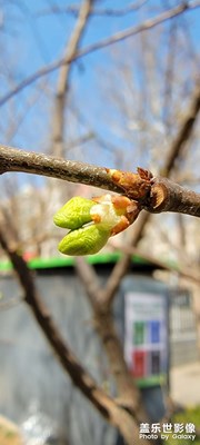 綠色點滴開始裝飾寂寞了一冬天的土地