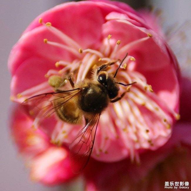 《每周星鮮事》 第98期:Galaxy A53 5G新品上市 預(yù)先登記