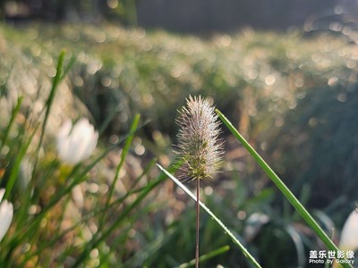 絨絨的草