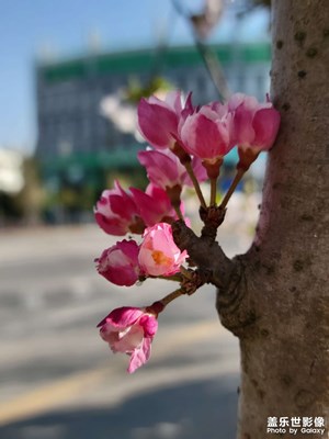 春花爛漫