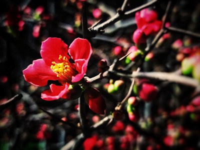 【春光好】+春天花会开