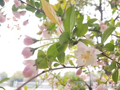 【熱愛(ài)生活】+花花草草