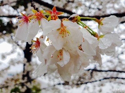 【熱愛生活】+春意盎然