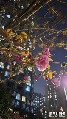 花開(kāi)了