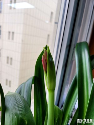 今日照片   朱頂紅要開(kāi)花了