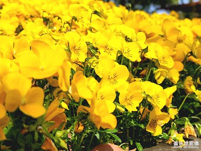 花兒別樣