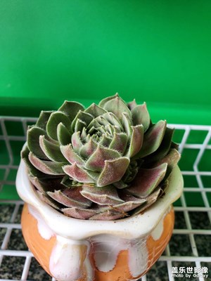 【熱愛生活】＋封閉期間自娛自樂