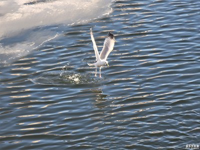 攝于過年間天津海河