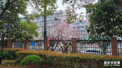 櫻桃開(kāi)了