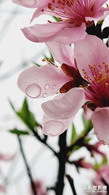 雨后桃花