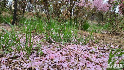 【熱愛生活】花落知多少