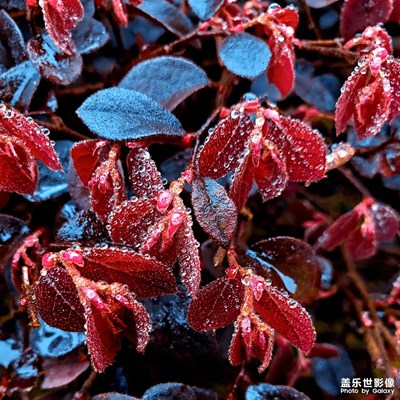 紅與綠