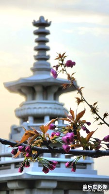 隨手拍