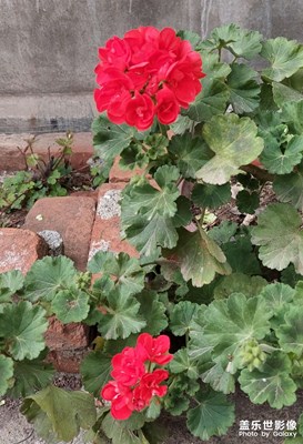 花兒為什么這樣紅？