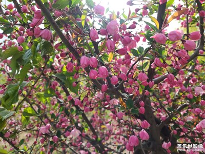 【熱愛生活】濱河公園之春