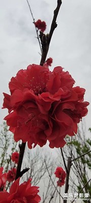 春暖花開