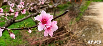桃花開