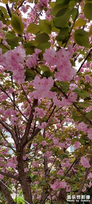 櫻花盛開