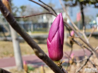 玉蘭花