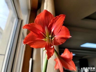 今日照片  朱頂紅開(kāi)花了