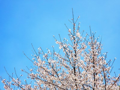 【人间四月】+花始盛开